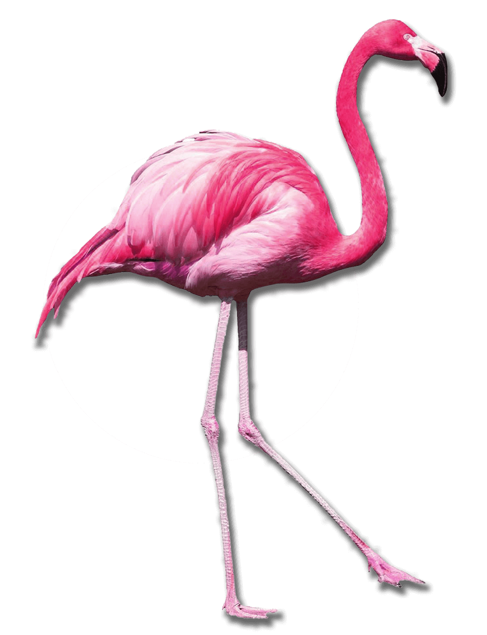 Flamingo mit Kreis