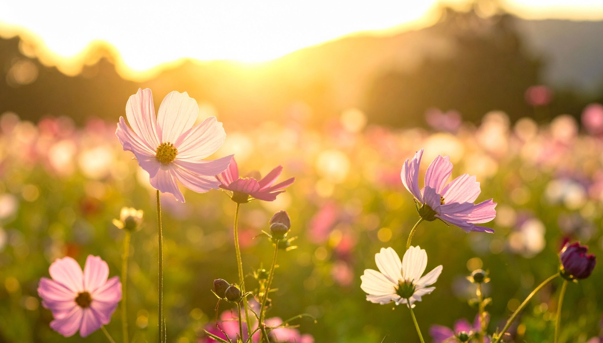 Blumenwiese